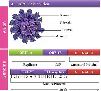 Elucidation of novel compounds and epitope-based peptide vaccine design against C30 endopeptidase regions of SARS-CoV-2 using immunoinformatics approaches